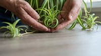 Elderly hands gently protecting small spider plant babies on wooden surface, symbolizing care, nurturing growth and sustainable gardening practices.