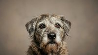Senior mixed breed dog portrait with gray muzzle and expressive eyes on neutral background for pet care and animal welfare campaigns.