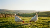 Two white chickens foraging on green grass in rural farmland with rolling hills and fields in soft daylight, suitable for agricultural, farm, and countryside themes.