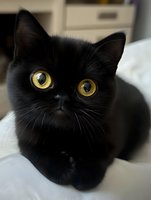 Close-up portrait of black cat with bright yellow eyes lying on white bedding, showing detailed fur texture and mesmerizing gaze against soft background.