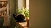 Cozy domestic cat resting on sunny kitchen windowsill with potted herbs creating peaceful home atmosphere for lifestyle and pet care content.