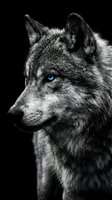 Majestic wolf portrait with piercing blue eyes on black background. Dramatic monochrome wildlife photography showcasing natural predator strength and intensity.