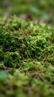 Close-up of lush green moss growing on forest floor with shallow depth of field, suitable for nature and botanical backgrounds.