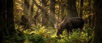 Wild boar foraging in sunlit autumn forest with golden light rays filtering through trees creating magical woodland atmosphere for nature photography.