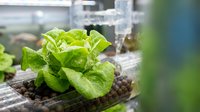 Hydroponic lettuce seedlings growing in controlled greenhouse environment with water droplets on vibrant green leaves, suitable for agriculture and farming content.