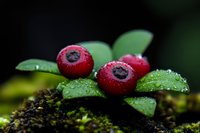 Fresh red lingonberries with water drops on green leaves against dark background, close-up macro shot showing morning dew and moss details.