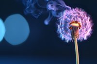 Glowing dandelion seed head with delicate flying seeds against dark blue background with bokeh lights, creating dreamy atmospheric nature macro photography.