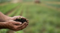 Farmer holding rich soil with seedling in hands over cultivated field, representing sustainable agriculture, growth, and environmental stewardship for farming and gardening projects.