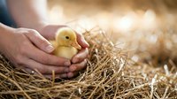 Adult hands gently holding a yellow duckling on straw bedding in warm sunlight, conveying care and nurturing for poultry farming, agriculture, and animal husbandry concepts.