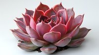 Pink and red succulent echeveria plant with layered petals in rosette formation against light background, macro botanical photography.