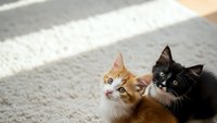 Two adorable kittens orange tabby and black white sitting together on carpet in warm sunlight looking up with curious expressions pet adoption concept.