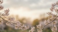 Delicate cherry blossom branches frame soft blurred background creating peaceful spring atmosphere for nature photography and seasonal design projects.