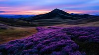 Purple heather blooms across rolling hills at sunset with dramatic mountain silhouette and colorful sky creating scenic landscape for nature and travel content.