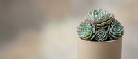 Succulent plants in modern beige pot on neutral background with copy space for home decor and gardening concepts.