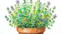 Potted lavender plant with purple flowers and green foliage in terracotta container, isolated on white background for home decor, gardening, and botanical design projects.