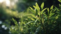 Fresh green leaves with morning dew drops glistening in soft sunlight, creating a serene natural atmosphere for environmental and wellness concepts.
