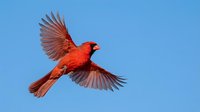 Vibrant red cardinal bird in flight with wings spread wide against clear blue sky, showcasing natural wildlife behavior and graceful movement.
