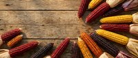 Colorful heirloom corn varieties arranged in circular pattern on rustic wooden background. Multicolored maize cobs showcase autumn harvest diversity.