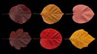 Dried autumn leaves in burgundy, gold, and rose tones isolated on transparent background. Ready for clipart, t-shirt design, stickers, sublimation, and print-on-demand projects.