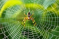 Garden spider in center of intricate dewy web against blurred green natural background, morning light illuminating delicate silk strands and water droplets.