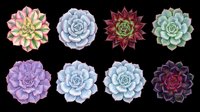 Eight colorful succulent rosettes in top view, isolated on transparent background. Great for stickers, t-shirt design, clipart, print on demand, and sublimation projects.