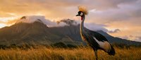 Majestic grey crowned crane standing in golden grassland with dramatic mountain landscape and sunset sky creating stunning African wildlife scene.