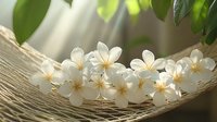White plumeria flowers arranged on natural rope against blurred green background, soft morning light creates peaceful spa-like atmosphere.