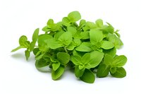 Fresh organic marjoram leaves isolated on white background, aromatic culinary herb for cooking and garnishing. Perfect for food packaging and recipe designs.