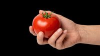 Hand holding a fresh red tomato, isolated on transparent background. Ready for food, farming, and healthy eating designs, stickers, clipart, and print on demand use.