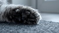 Close-up of a cat's paw pad resting on gray carpet, showing soft fur and pink toe beans, suitable for pet care and animal content.