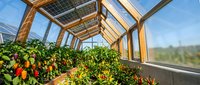 Wooden greenhouse interior with lush green plants and vibrant red peppers growing under glass roof panels, suitable for agriculture, gardening, and sustainable farming concepts.