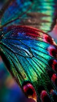 Macro close-up of iridescent butterfly wings displaying vibrant blue, green, and red coloration with intricate vein patterns and shimmering scales for nature and wildlife projects.
