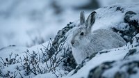 Mountain hare in winter coat sitting among snowy rocks and vegetation in arctic tundra landscape during cold season.