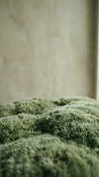 Soft green moss texture with natural organic surface and blurred neutral background for nature and botanical design projects.