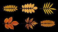 Autumn foliage branches isolated on transparent background, ready for t-shirt design, clipart, stickers, sublimation and print-on-demand projects.