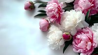 Fresh pink and white peonies with green leaves against light background, romantic floral composition with soft focus and copy space for text or design.