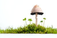 Tall white mushroom with dark gills growing among fresh green clover sprouts on natural moss against white background, isolated nature composition for botanical design.