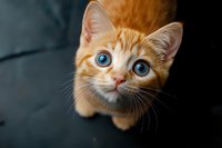 Adorable ginger kitten with bright blue eyes looking up at camera against dark background, close-up portrait showing innocent expression and curious gaze.