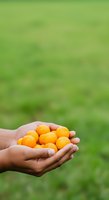 Hand holding fresh golden kumquats against blurred green garden background. Suitable for organic produce, healthy eating, farming, agriculture, and food marketing campaigns.