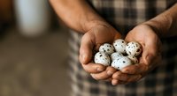 Male farmer with medium skin tone holding fresh quail eggs in cupped hands, showcasing poultry farming and agricultural produce for food industry and farm business concepts.