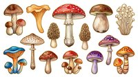 Assorted mushroom and toadstool varieties illustrated in vintage botanical style, featuring edible and poisonous species with detailed caps, stems and gills for educational or design purposes.