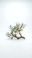 Olive branch with green and ripe fruit isolated on white background, ready for culinary, agricultural, and design applications.