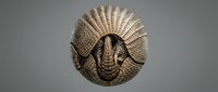 Armadillo curled into defensive ball position showing detailed shell texture and natural armor plating on neutral background for educational content.