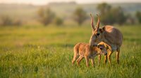 Saiga antelope mother with young calf grazing in green grassland during golden hour sunset light creating warm wildlife scene in natural habitat.