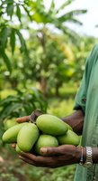 Farmer holding fresh green mangoes in hands at tropical orchard during harvest season for agriculture and farming use.