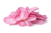 Pink hydrangea petals scattered in soft arrangement on white background, isolated floral elements for design projects and creative compositions.