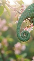 Green chameleon tail curled on flowering branch with soft sunlight and bokeh background creating dreamy natural wildlife scene.
