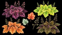 Decorative foliage plants with colorful leaves in pink, purple, yellow, and orange tones, isolated on transparent background. Ready for clipart, t-shirt design, stickers, and print-on-demand projects.