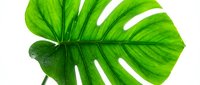 Vibrant green monstera leaf with natural holes isolated on white background, perfect for botanical designs, nature-themed graphics, and tropical decor projects.