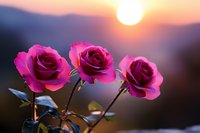 Three vibrant pink roses blooming against golden sunset mountain landscape with warm glowing light creating romantic natural scene for greeting cards and decor.